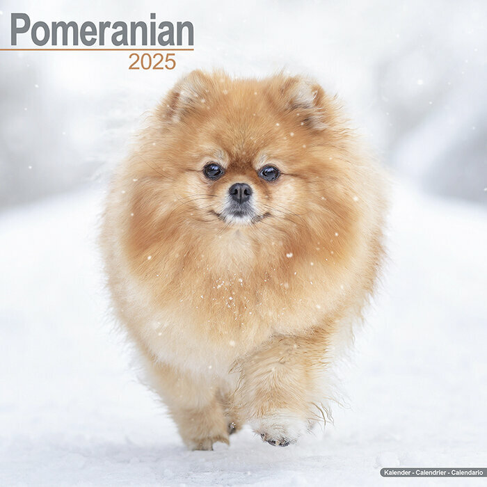 Calendrier Spitz Nain 2025