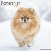 Calendrier Spitz Nain 2025