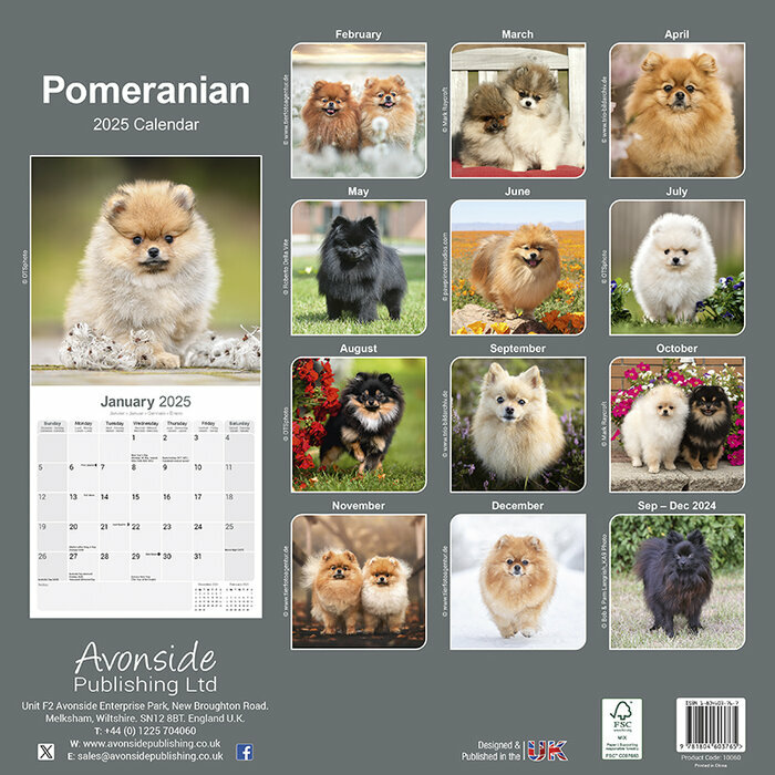 Calendrier Mural Pomeranian Spitz Nain 2025