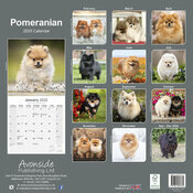Calendrier Mural Pomeranian Spitz Nain 2025