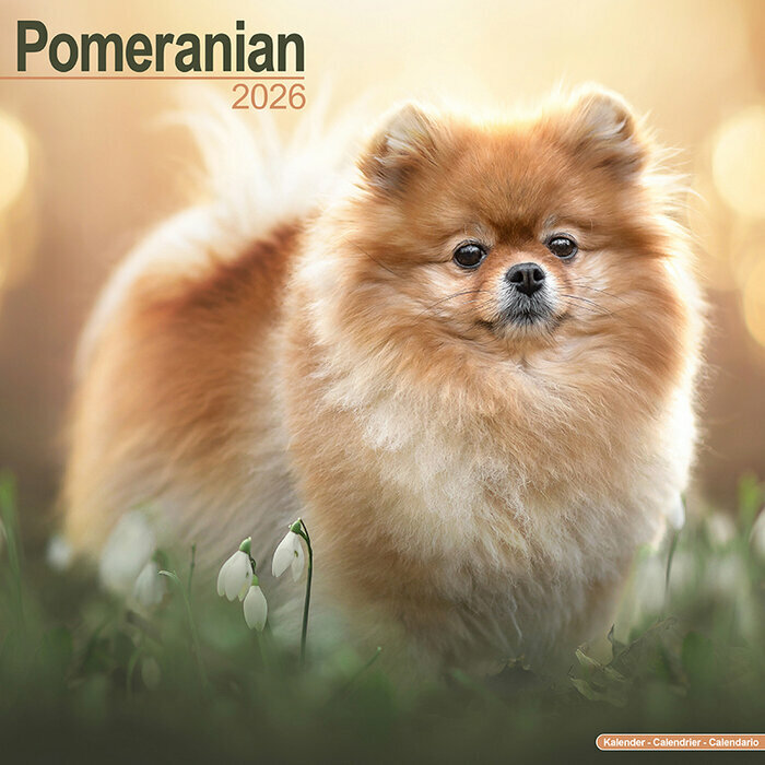 Calendrier Mural Pomeranian Spitz Nain 2026