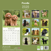 Calendrier Caniche Toutes Couleurs 2025