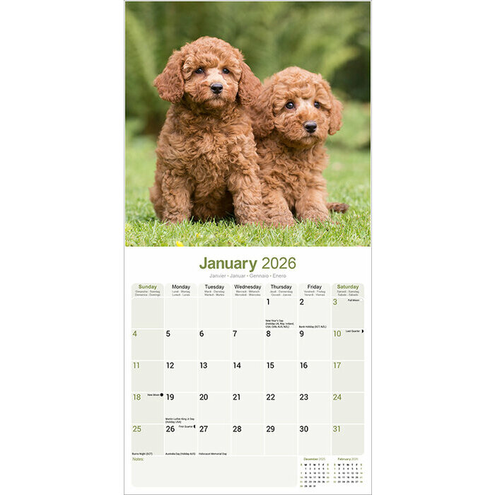 Calendrier Mural Caniche 2026