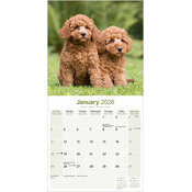 Calendrier Chiots Caniche Abricot 2025