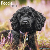 Calendrier Mural Caniche 2025