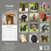 Calendrier Caniche Toutes Couleurs 2025