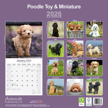 Calendrier 2026 Caniche Toy et Nain