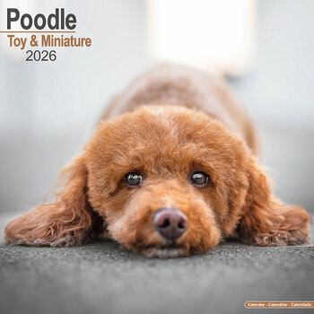 Calendrier 2026 Caniche Toy et Nain