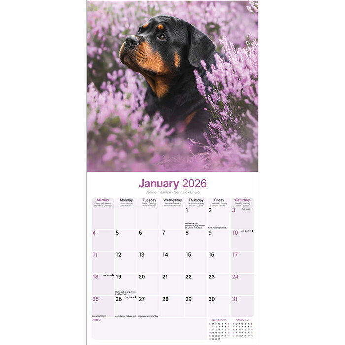 Calendrier Mural 2026 Rhodsian Ridgeback