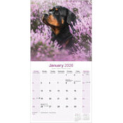 Calendrier Mural 2026 Rhodsian Ridgeback