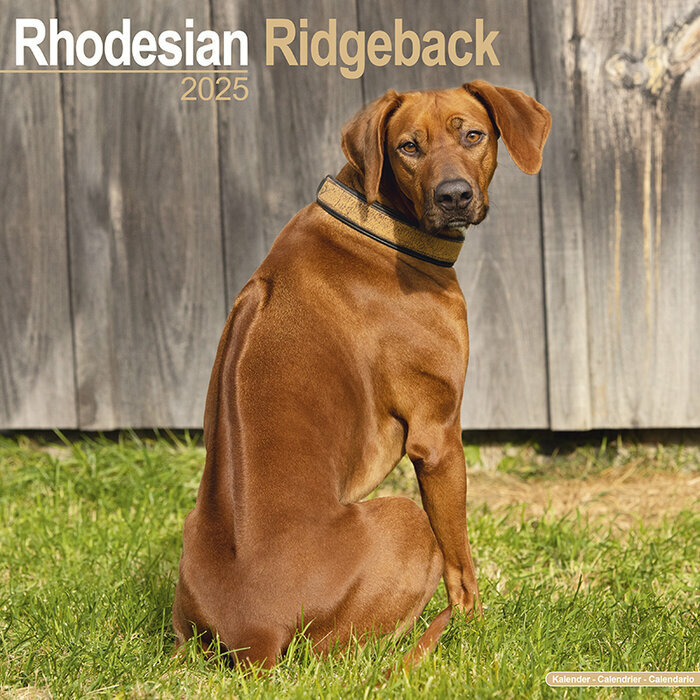 Calendrier Mural 2026 Rhodsian Ridgeback
