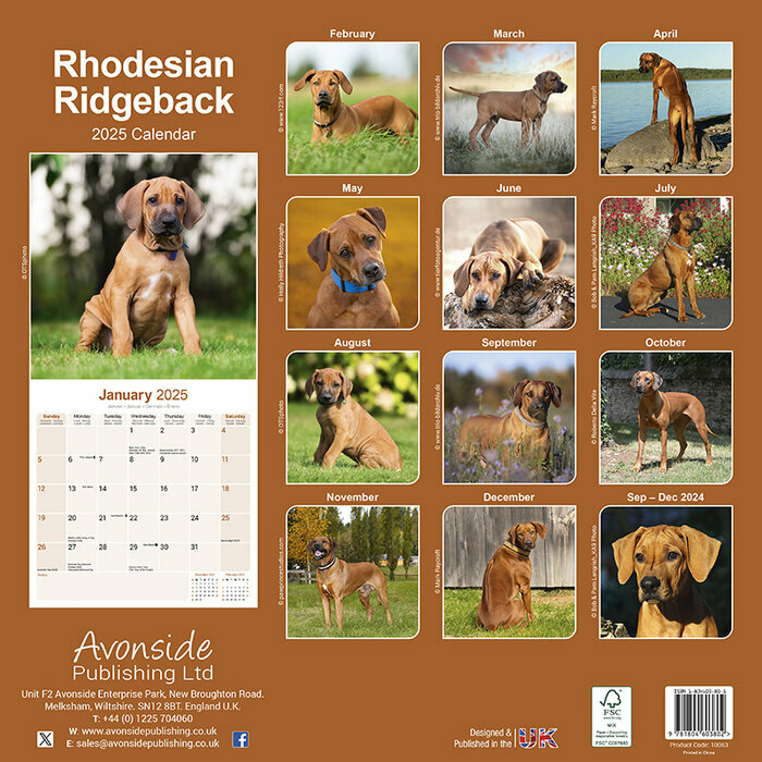 Calendrier Mural 2026 Rhodsian Ridgeback
