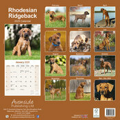 Calendrier Mural 2026 Rhodsian Ridgeback