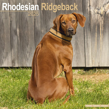 Calendrier 2025 Rhodésian Ridgeback