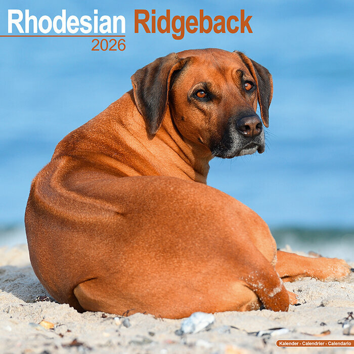 Calendrier Mural 2027 Rhodsian Ridgeback