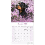 Calendrier Chiot Rottweiler 2025