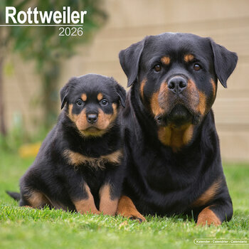 Calendrier 2025 Rottweiler