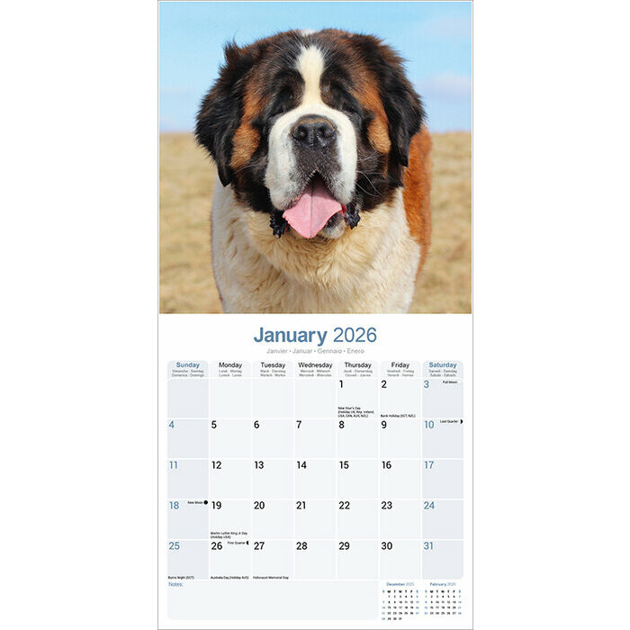 Calendrier papier 2026 Saint Bernard