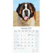 Calendrier papier 2026 Saint Bernard