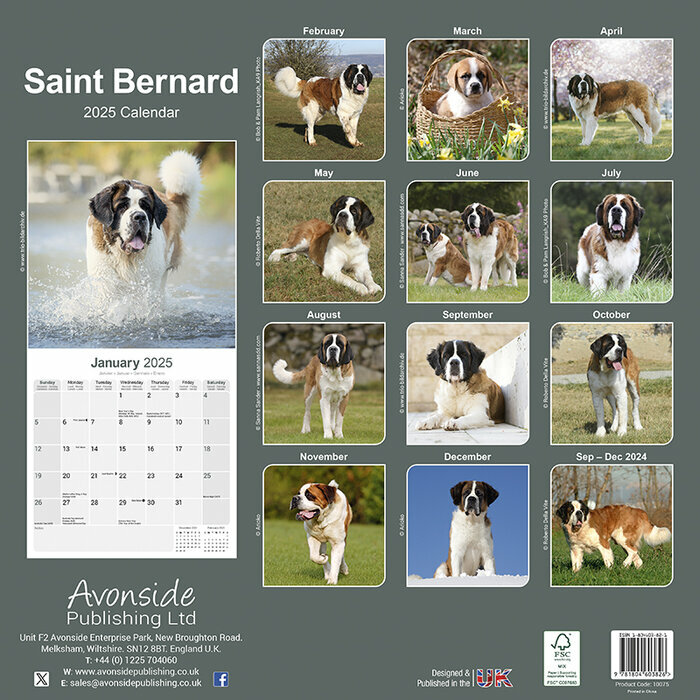 Calendrier Mural 2025 Saint Bernard