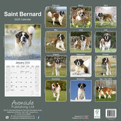 Calendrier Mural 2025 Saint Bernard