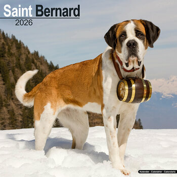 Calendrier 2025 Saint Bernard