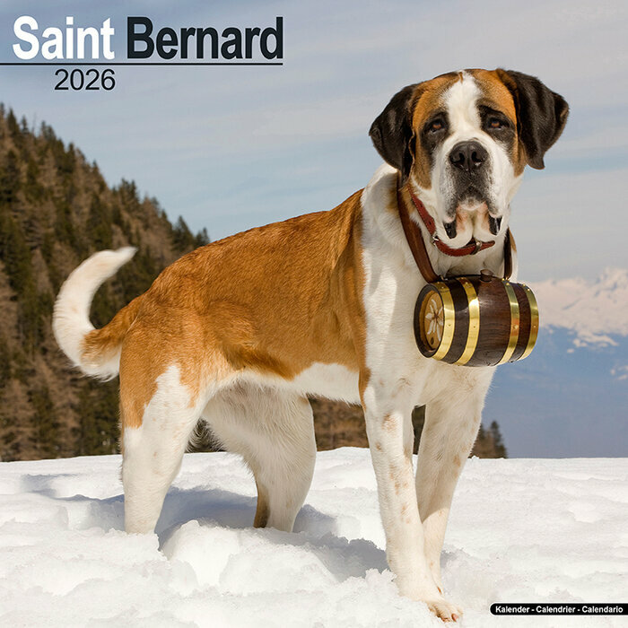 Calendrier Mural 2026 Saint Bernard