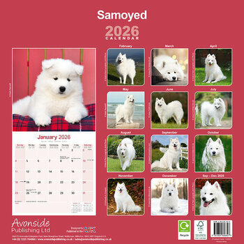 Calendrier 2026 Samoyède