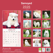 Calendrier papier 2026 Samoyède