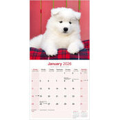 Calendrier Chiot Samoyde 2025