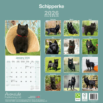Calendrier 2026 Schipperke