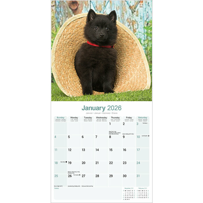 Calendrier Schipperke 2026