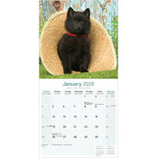 Calendrier Chiot Schipperke 2025