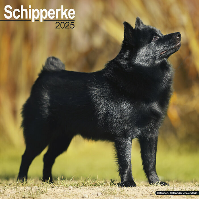 Calendrier Mural Schipperke 2025