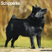 Calendrier Mural Schipperke 2025