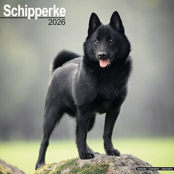 Calendrier 2026 Schipperke