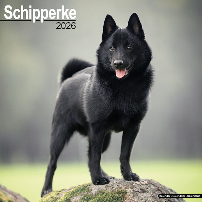 Calendrier Mural Schipperke 2026