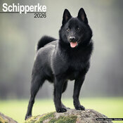 Calendrier Mural Schipperke 2025