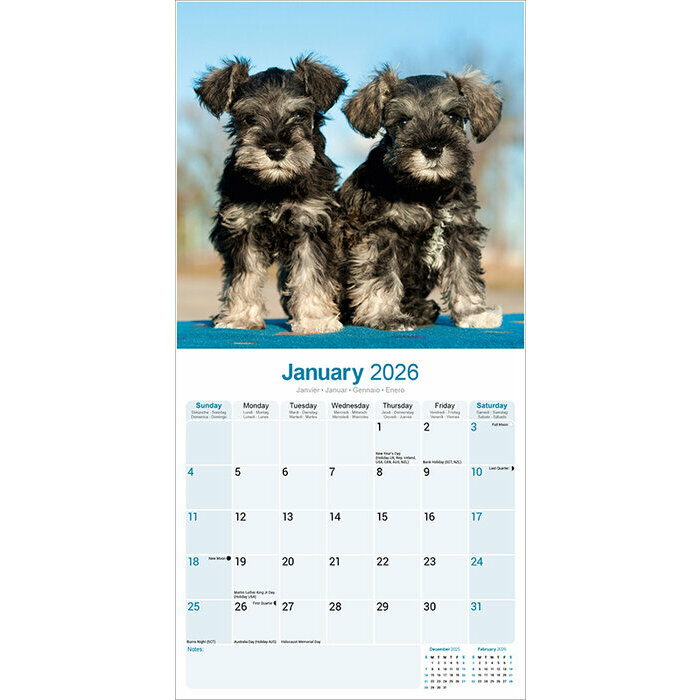 Calendrier Schnauzer mural 2026