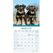 Calendrier Schnauzer mural 2026