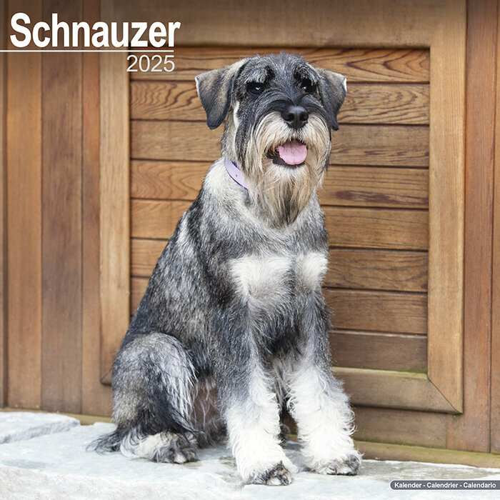 Calendrier Schnauzer Moyen 2025