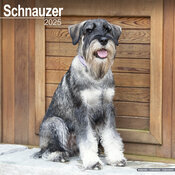 Calendrier Schnauzer Moyen 2025