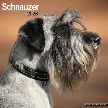 Calendrier 2026 Schnauzer