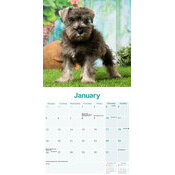 Calendrier Schnauzer Nain 2026