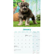 Calendrier Chiot Schnauzer Nain 2025