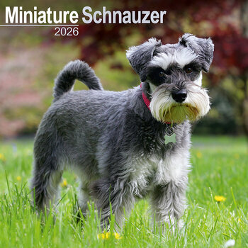 Calendrier 2026 Schnauzer Nain