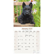 Calendrier Chiots Scottish Terrier 2025