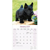 Calendrier Chiots Scottish Terrier 2025