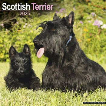 Calendrier 2025 Scottish Terrier