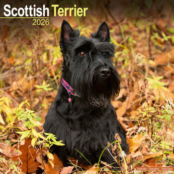Calendrier 2026 Scottish Terrier